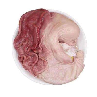 限7号、京东秒杀:鲁南顺发 生态黑猪猪肚 1.1KG 2-3个 53.74元 包邮