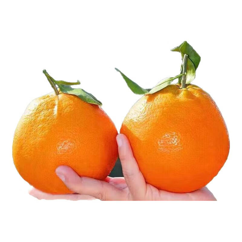 CLCEY 一级特大果 果径80mm+ 春见耙耙柑 4.5斤装 ¥16.78