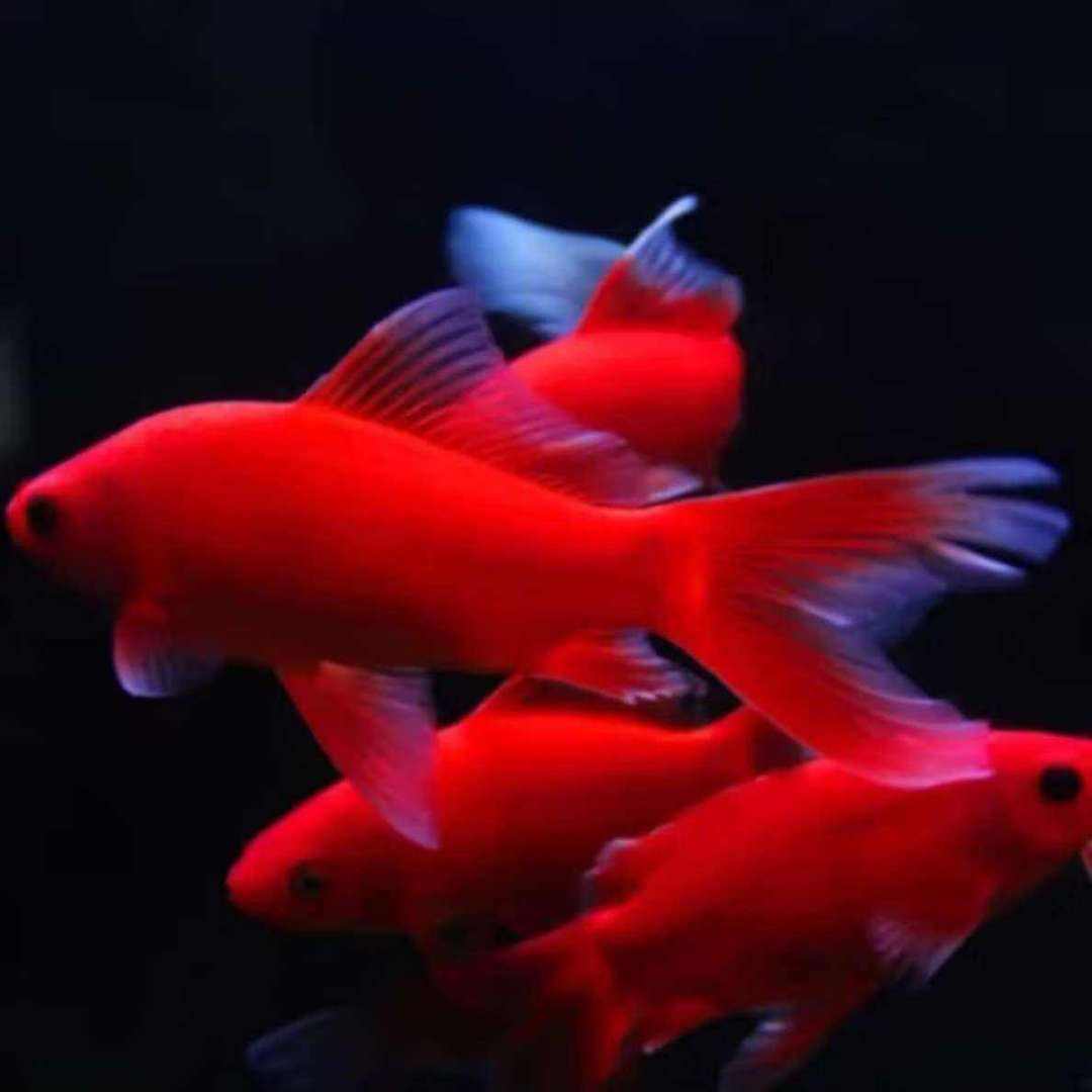 鹦鹉鱼观赏鱼冷水鱼金鱼宠物招财精品 冷水血鹦鹉1条【3-5cm】 0.9元(2人团)