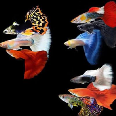 孔雀鱼、天使鱼 15条 4.99元